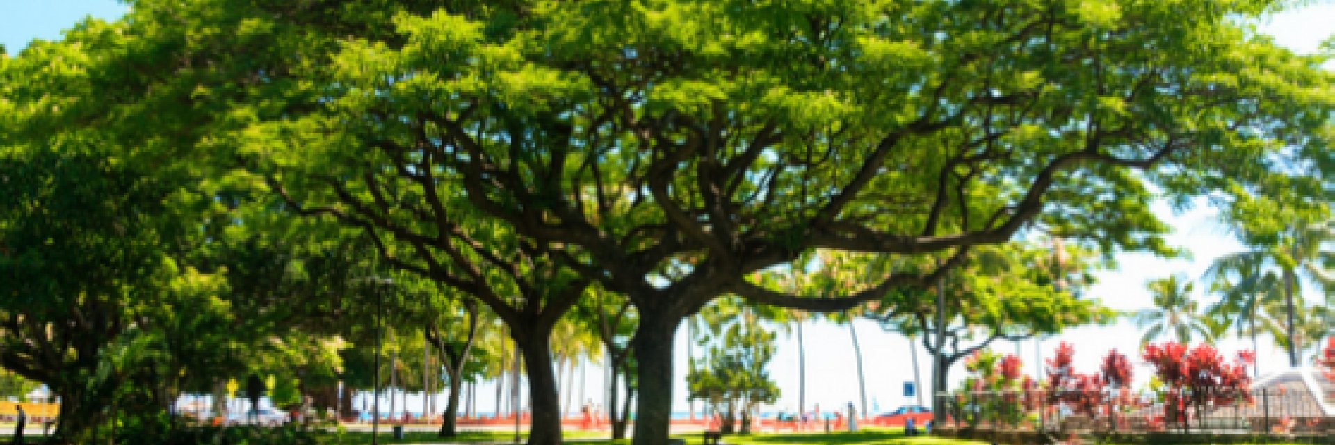 Park-met-verkoelende-schaduw