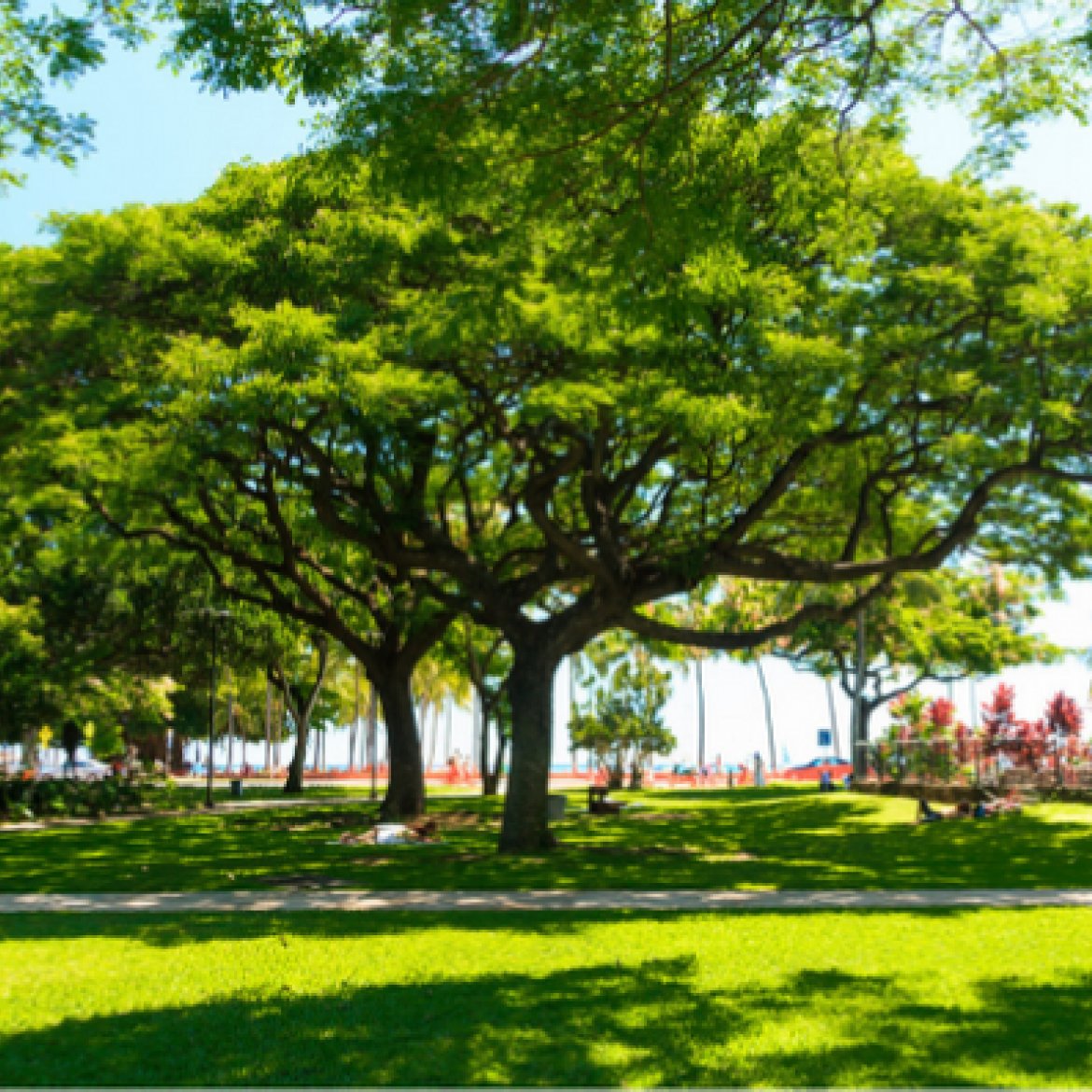 Park met verkoelende schaduw